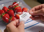 冻干草莓农药残留检测：揭示二十余种农药的神秘面纱